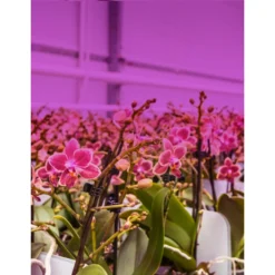 Feit Electric 19-W LED Growth Lamp 24-in -Globe Lite Shop 31925262b L